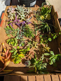 Assorted Succulent Cuttings - 35 Pieces, Over 50 Varieties, Propagation, Indoor & Outdoor Gardening, DIY Plant Projects