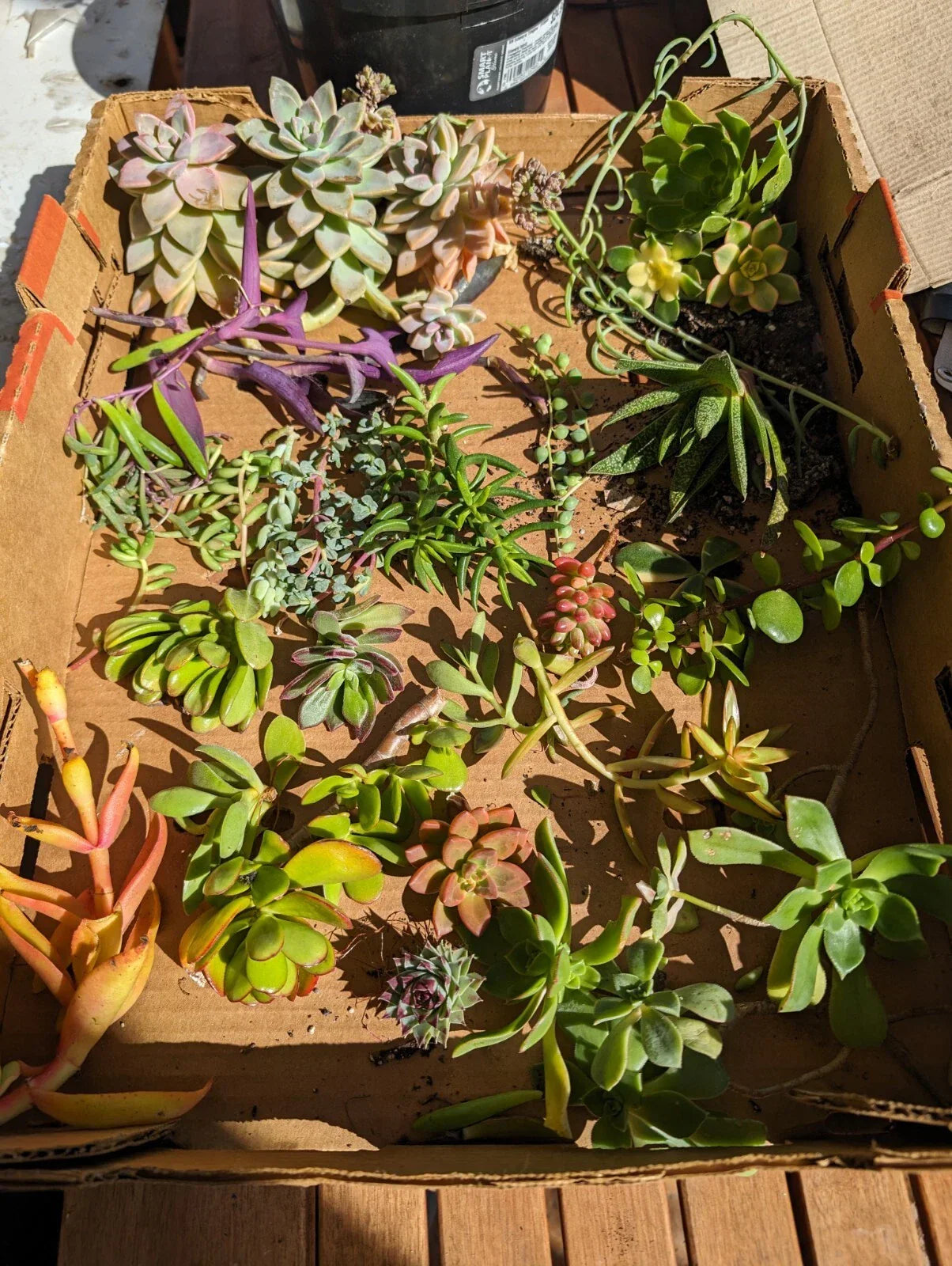 Assorted Succulent Cuttings - 35 Pieces, Over 50 Varieties, Propagation, Indoor & Outdoor Gardening, DIY Plant Projects