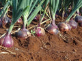 Red Creole Onion Seeds - Short Day Allium cepa - Root Rot Resistant, High Germination, Long Shelf Life, for Garden & Container Planting