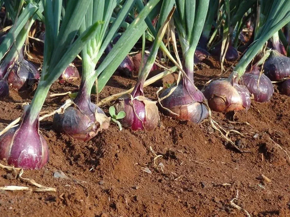 Red Creole Onion Seeds - Short Day Allium cepa - Root Rot Resistant, High Germination, Long Shelf Life, for Garden & Container Planting