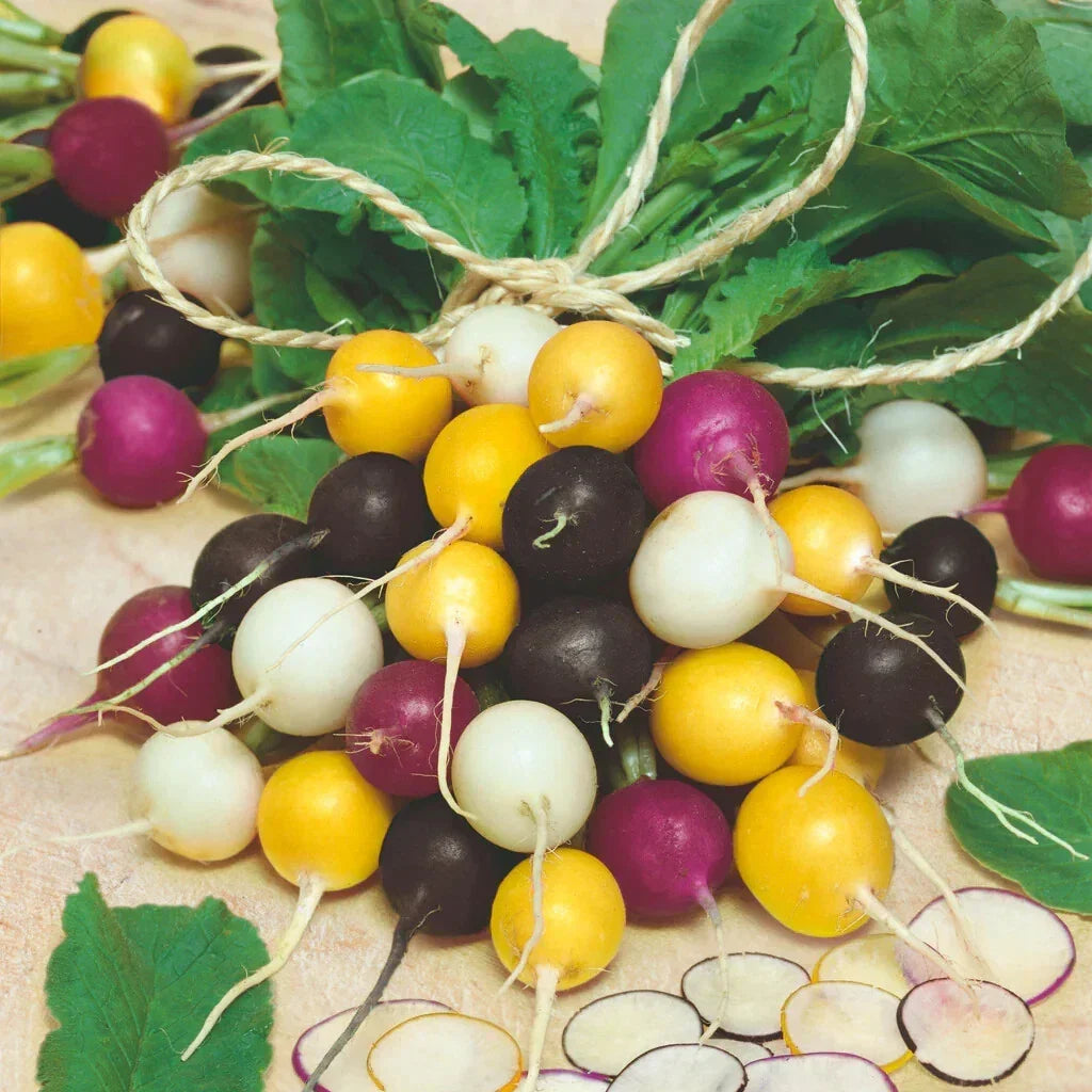 Halloween Mix Radish Seeds - 500+ Organic Raphanus sativus for Fast Germination & Vibrant Garden Color