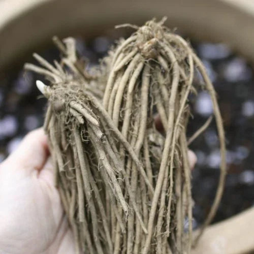 Live Asparagus Crowns - 10 Green Jersey Giant Bare Root 2-Year-Old Perennial Vegetable Plant