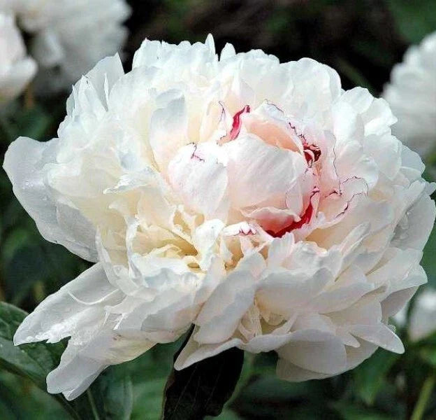 Peony Bare Root Plant - Festiva Maxima - White Pink Fragrant Blooms - Paeonia lactiflora Outdoor Perennial Flower