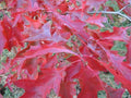 Scarlet Oak Tree Seeds for Planting | Quercus coccinea | Premium Quality Landscaping Seeds