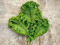 Green Wave Mustard Seeds - 150 Count, Brassica juncea, Microgreens & Garden Seeds, Spicy, Cold Hardy, Tender