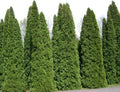 Thuja occidentalis Seeds - Bulk White Cedar Arborvitae for Landscaping and Privacy Hedges