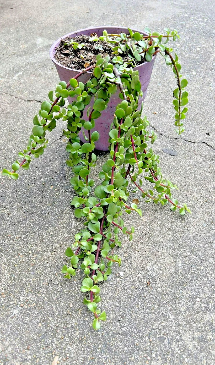 Rare Variegated Portulacaria Afra 'Aurea' Elephant Bush Bonsai 1-Gallon Succulent Plant for Indoor Outdoor Decor