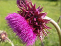 Musk Thistle Seeds - 200+ Pack for Wildflower Garden, Carduus nutans, Perennial, Attracts Pollinators, USA Grown