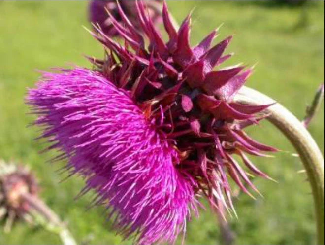 Musk Thistle Seeds - 200+ Pack for Wildflower Garden, Carduus nutans, Perennial, Attracts Pollinators, USA Grown