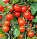 Large Red Cherry Tomato Seeds | Heirloom Solanum lycopersicum | Bush Grape Tomato Seeds for Containers & Garden Beds