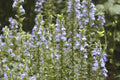 Great Blue Lobelia Seeds - Perennial Wildflower for Shade Gardens - Lobelia siphilitica - Heat & Cold Tolerant Seed Packet