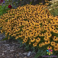 Little Goldstar Rudbeckia Seeds - 200+ Count, Black-eyed Susan, Rudbeckia hirta, Garden Planting, Perennial Flowers, Full Sun