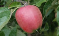 Chieftain Apple Seeds - 25+ Pack, Malus domestica, Non-GMO, USA Grown, for Home Garden, Orchard, Fresh Eating, Baking