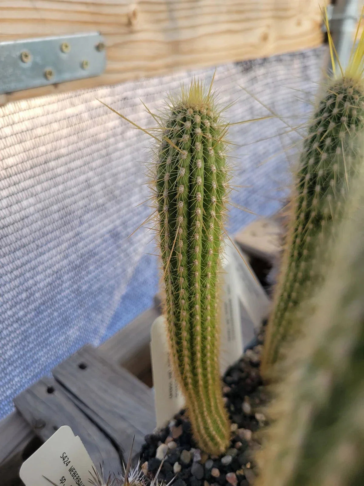 Weberbauerocereus albus Cactus - Rare White Spine Succulent Plant RH 5562a