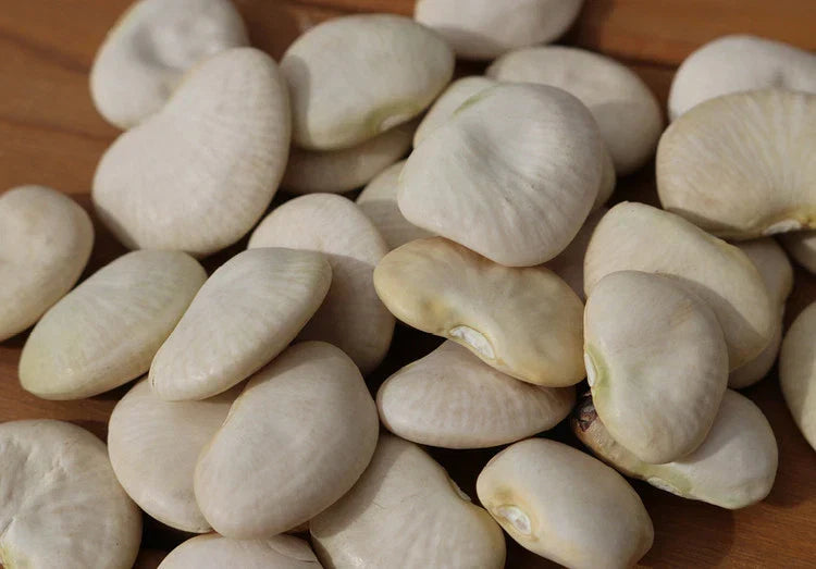 Lima Bean Seeds - Pack of High-Quality Seeds - Burpee Improved Variety - Phaseolus lunatus - Home Garden Planting