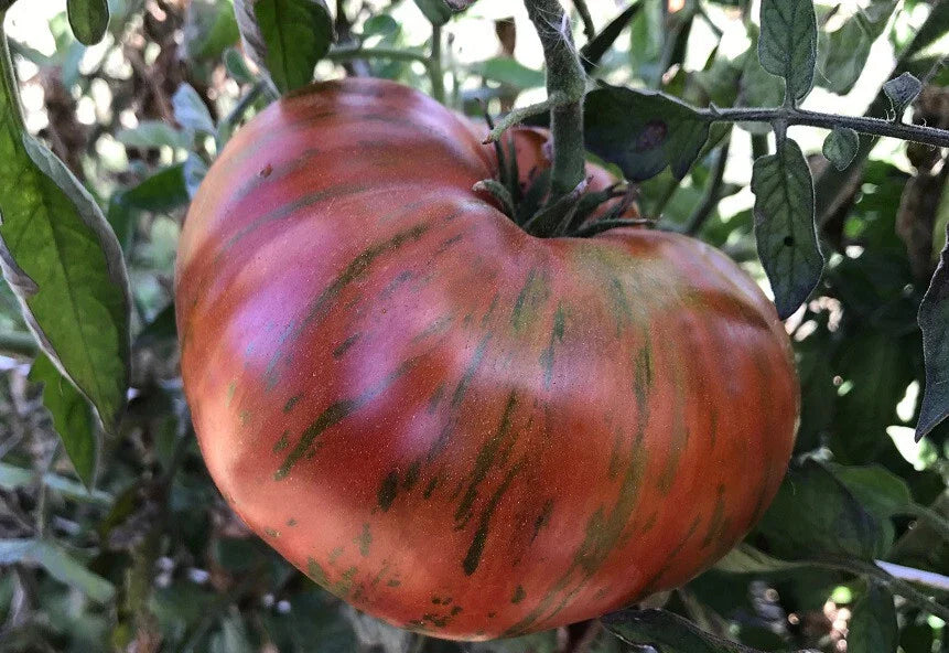 Chocolate Stripes Tomato Seeds - Heirloom Beefsteak Variety for Slicing, Solanum lycopersicum, 30-500 Seeds