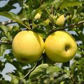 Golden Delicious Apple Tree Bare Root | Malus domestica ゴールデンデリシャスリンゴ