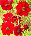 Dwarf Coreopsis Seeds - 1,000+ Non-GMO Red Plains Variety - Annual Flower for Gardens, Borders, Containers - Coreopsis tinctoria