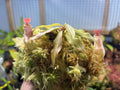 Tropical Pitcher Plant Nepenthes mirabilis - Carnivorous Indoor Plant in 4-Inch Pot for Unique Botanical Collection