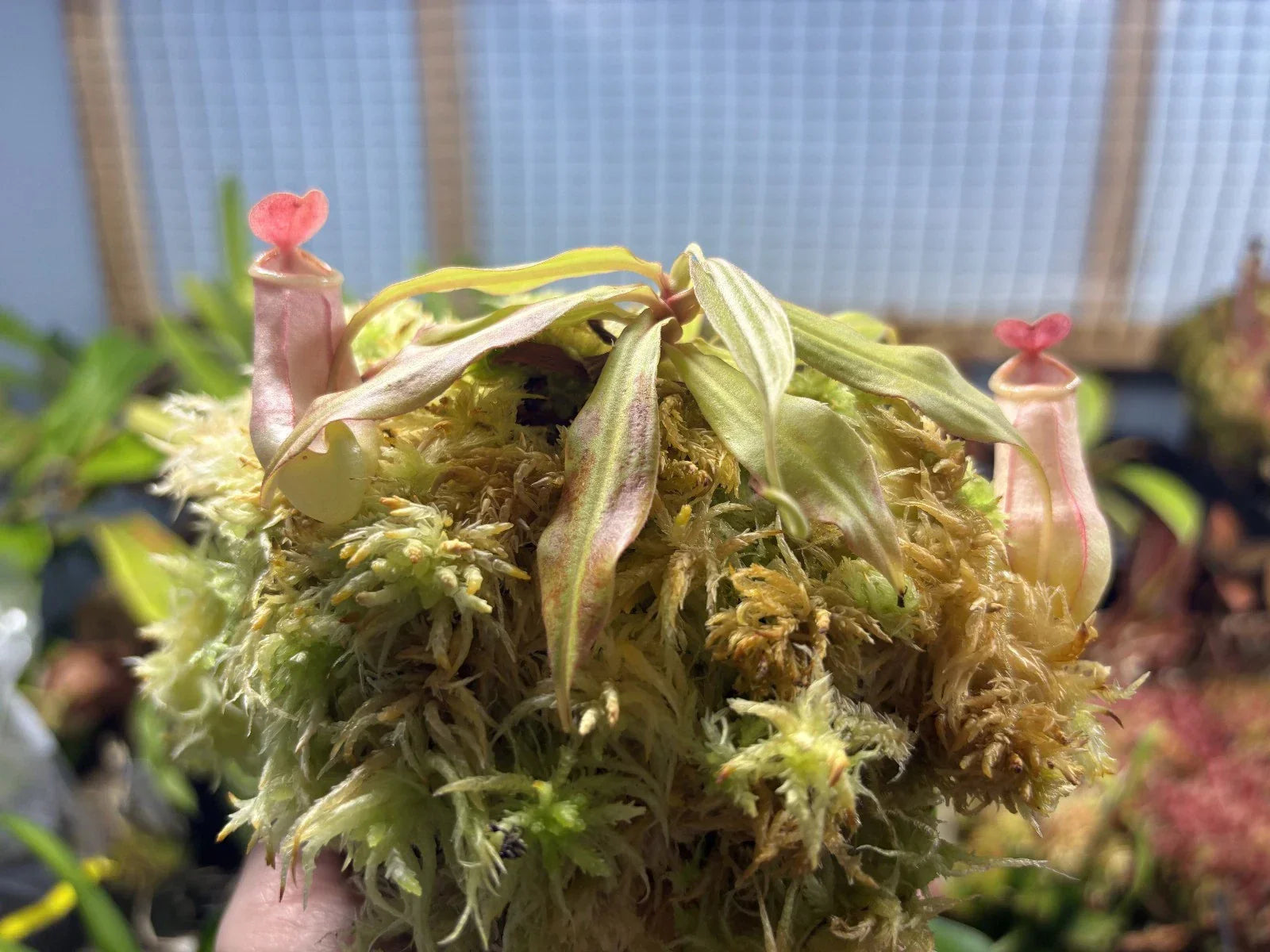 Tropical Pitcher Plant Nepenthes mirabilis - Carnivorous Indoor Plant in 4-Inch Pot for Unique Botanical Collection