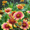 Blanket Flower Seeds Mix - 500 Non-GMO Gaillardia spp. Annual & Perennial for Pollinator Gardens