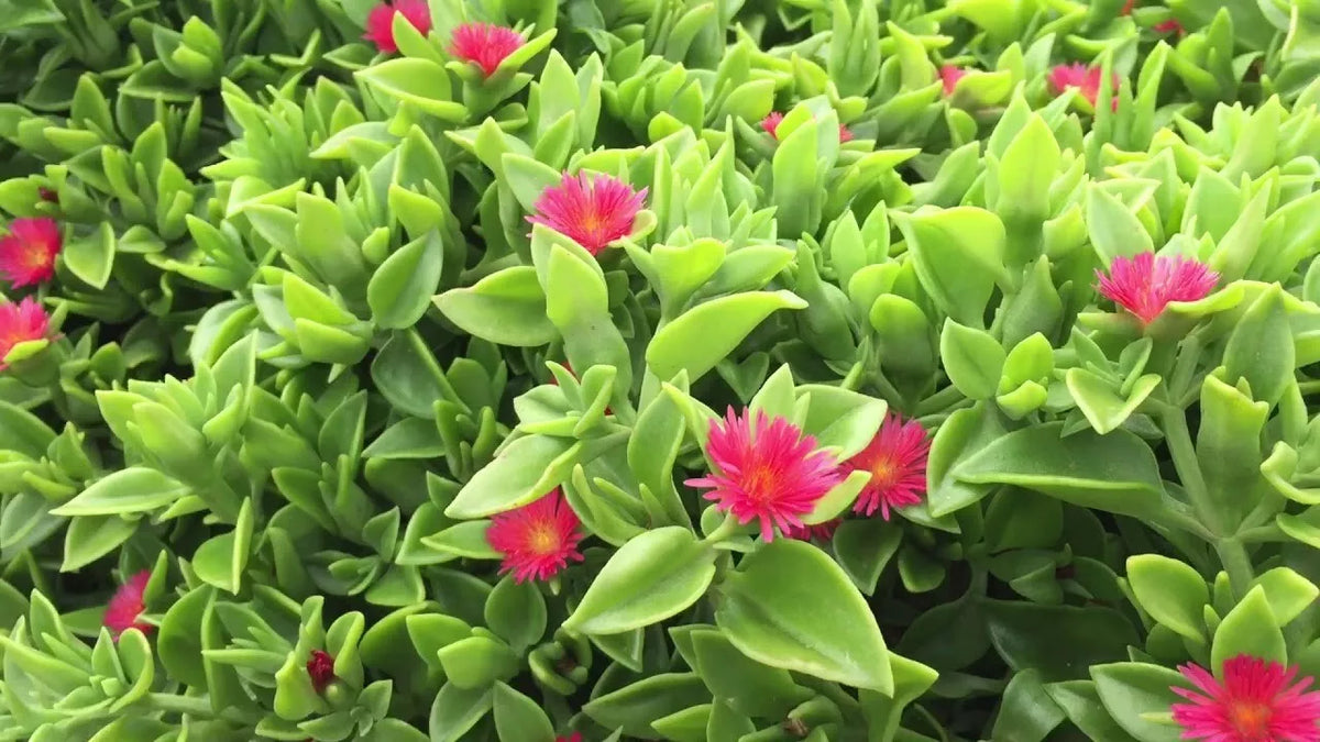Aptenia Cordifolia Red Apple Sun Rose Cuttings - 30 pcs, 4-6" Rooting Plant for Ground Cover & Containers