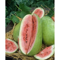 Watermelon Seeds - Charleston Grey Heirloom Variety - Citrullus lanatus - Pack of 20 Seeds
