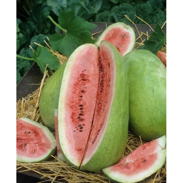 Watermelon Seeds - Charleston Grey Heirloom Variety - Citrullus lanatus - Pack of 20 Seeds