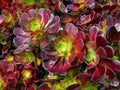Aeonium Velour Cuttings - Deep Purple Foliage with Green Centers - Succulent Propagation Material