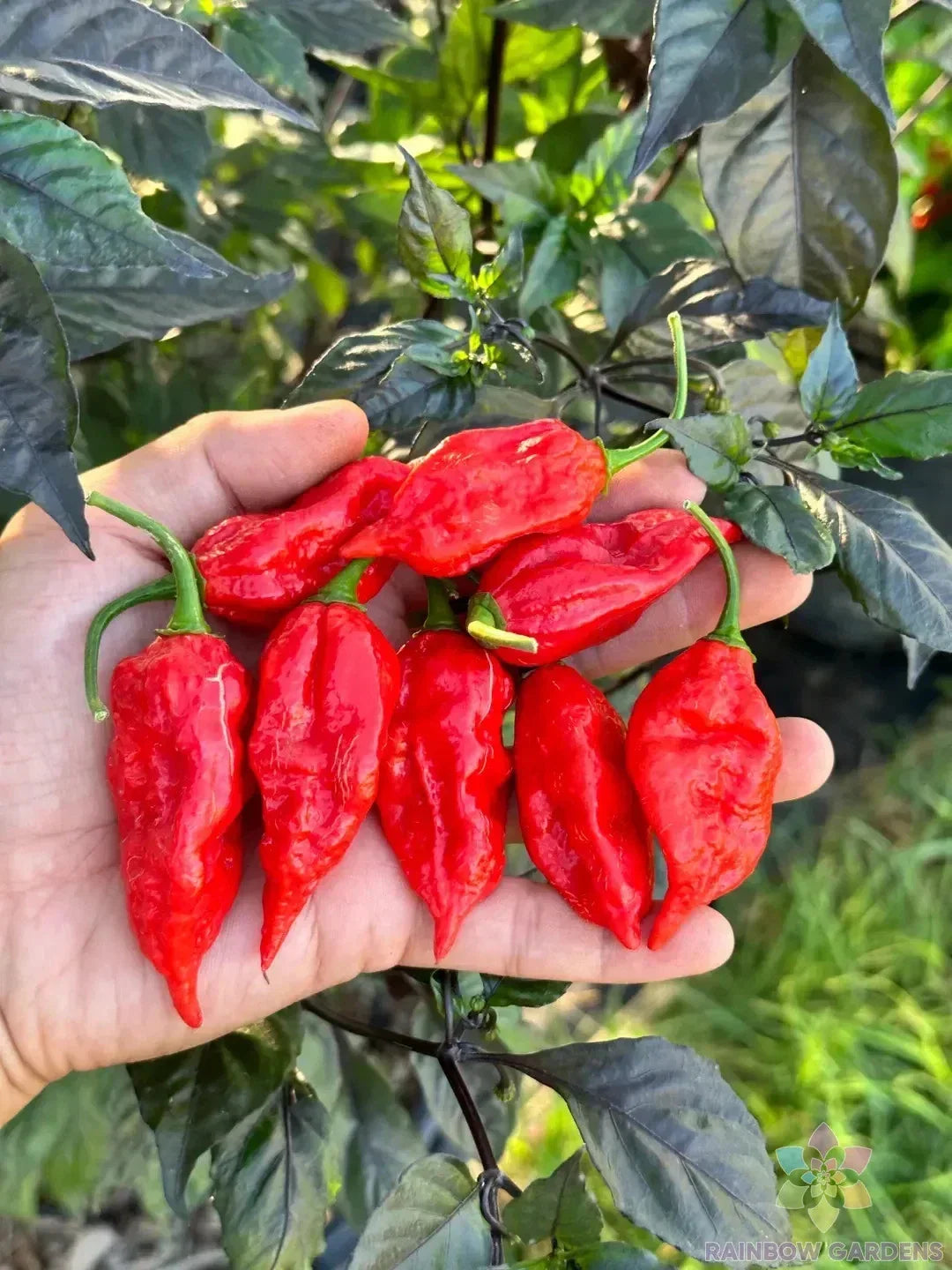 Dorset Naga Hot Pepper Seeds - Capsicum chinense - 25+ Pack for Garden Planting, Fiery Chili, USA Grown