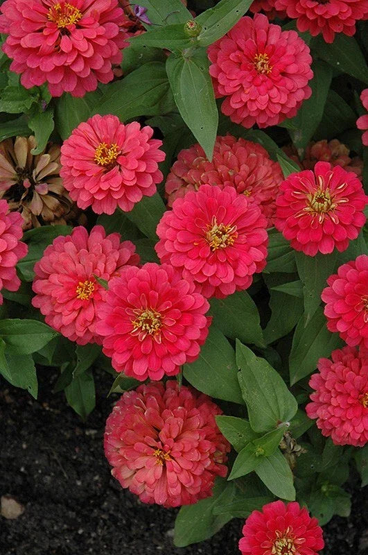 Magellan Cherry Zinnia Seeds - 100+ Pack, Vibrant Red Flowers, Zinnia elegans, Annual Garden Seeds for Borders & Containers
