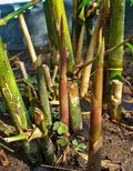 Spiny Bamboo Seeds - 20+ Seeds - Bambusa Arundinacea - Fast-Growing Ornamental Bamboo for Privacy Screens