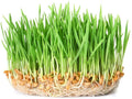 Wheatgrass Sprout Seeds 500 Count - Easy to Grow, Nutrient-Rich Triticum aestivum for Indoor & Outdoor Gardening