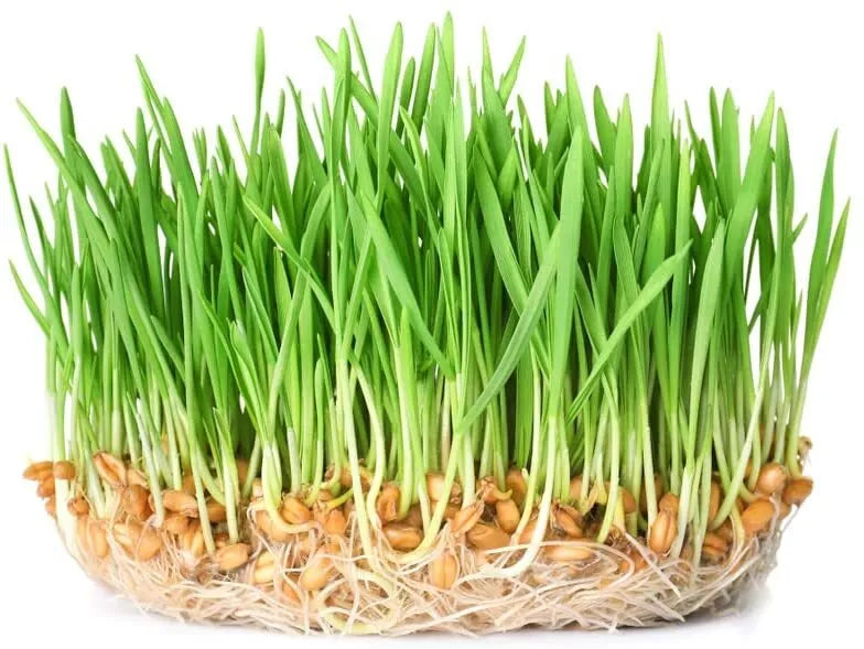 Wheatgrass Sprout Seeds 500 Count - Easy to Grow, Nutrient-Rich Triticum aestivum for Indoor & Outdoor Gardening