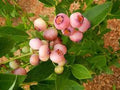 Pink Popcorn® Blueberry Starter Plant Plug – Vaccinium corymbosum, Compact Bush, Edible Landscape, Pink Berries