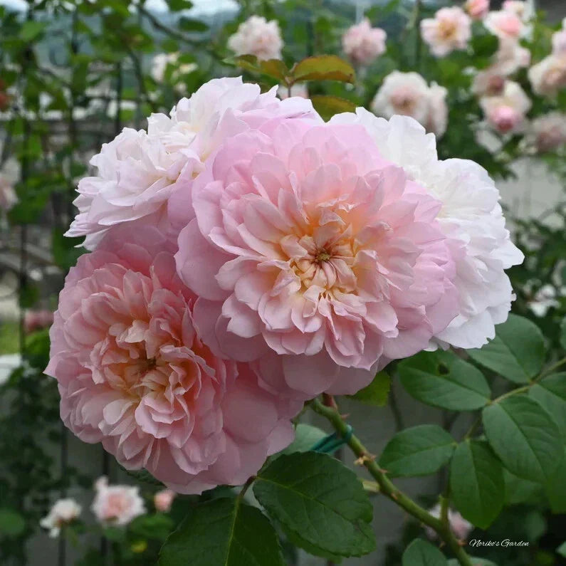 David Austin Elizabeth Rose Cuttings – Unrooted Fresh 5-8" Stems, Pink Fragrant Rose Rosa 'Elizabeth' for Garden, Container, Cut Flowers