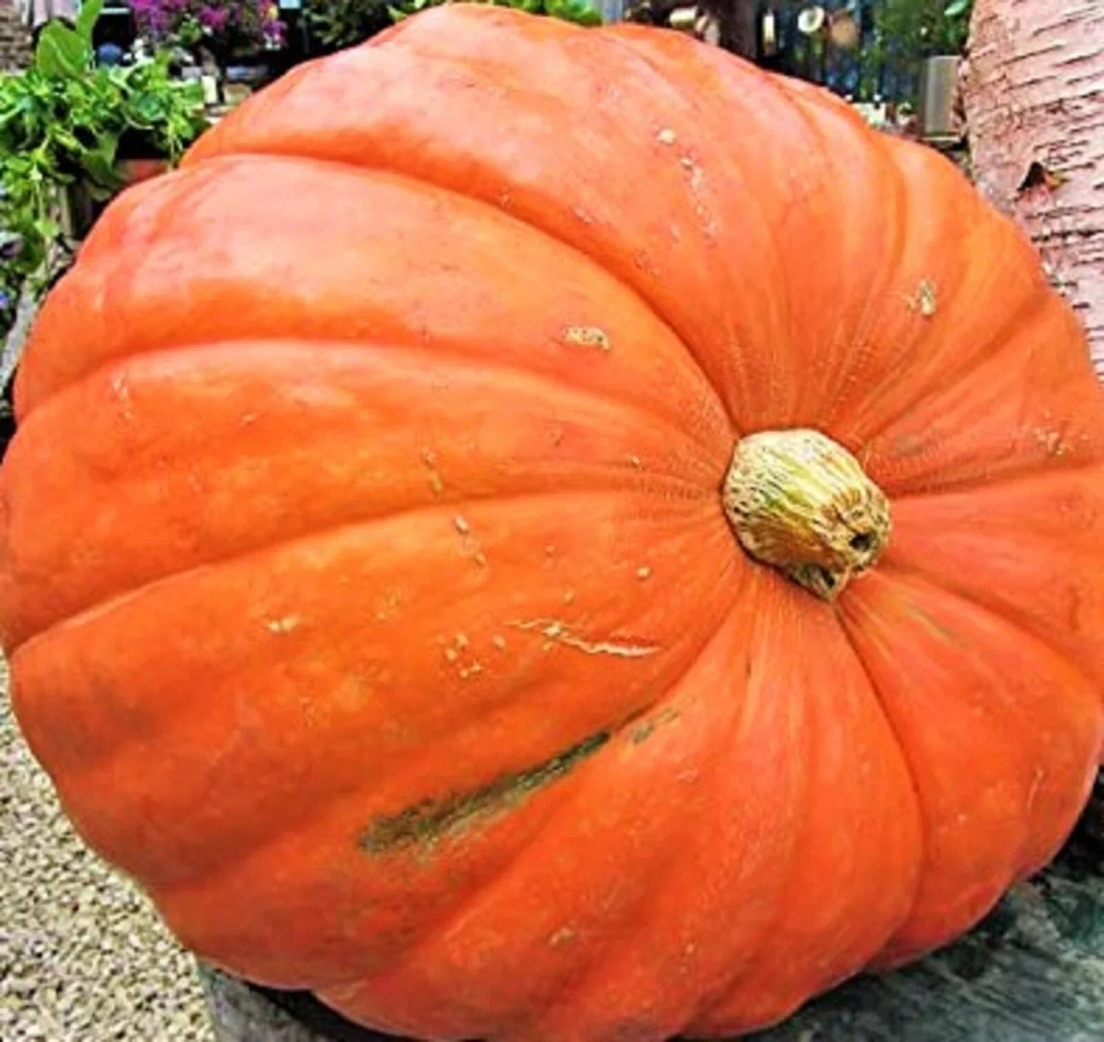 Big Max Pumpkin Seeds - 5 Non-GMO Cucurbita maxima for Giant Pumpkins, Backyard Gardening, Carving & Fall Decor
