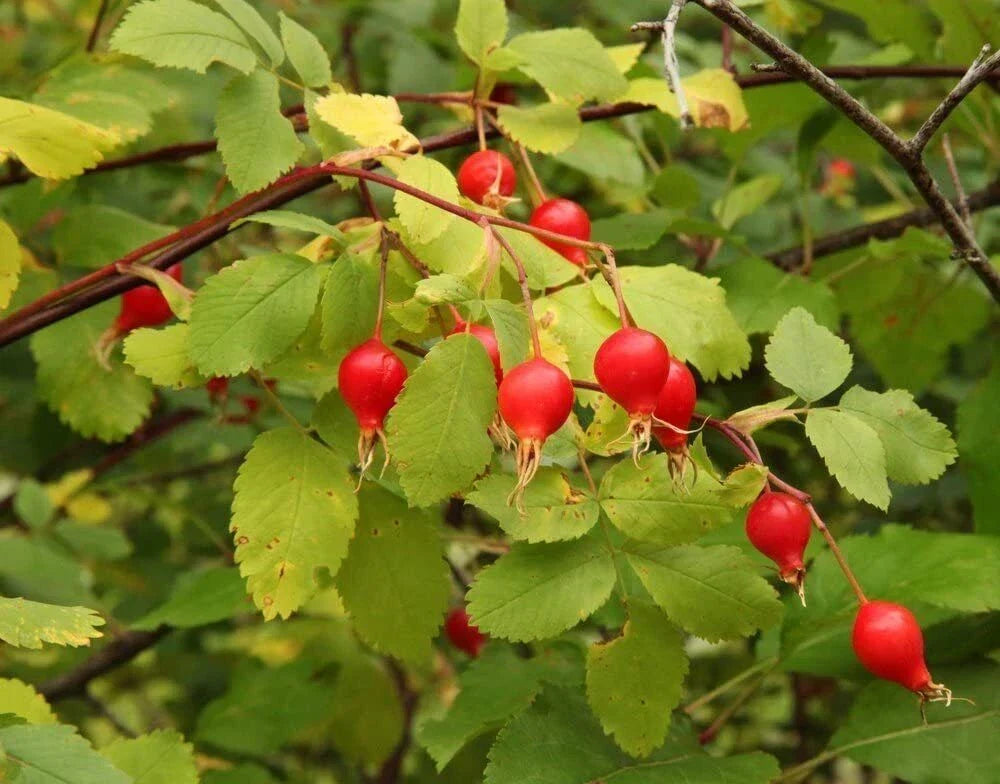 Woods Rose Seeds 50 Pack Rosa woodsii Wild Rose Bush Perennial Flower Seeds for Garden Planting