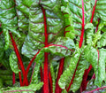 Ruby Red Swiss Chard Seeds - Heat Tolerant Salad Greens, Beta vulgaris, 100+ Seeds, Easy to Grow, Non-GMO, Home Garden