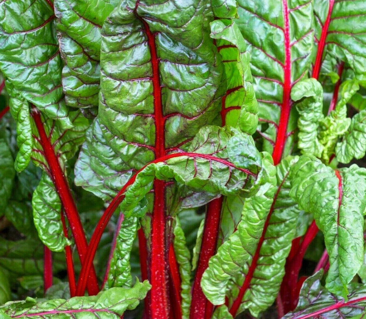 Ruby Red Swiss Chard Seeds - Heat Tolerant Salad Greens, Beta vulgaris, 100+ Seeds, Easy to Grow, Non-GMO, Home Garden