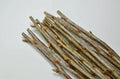 Black Currant Cuttings 10 Inches - Ribes nigrum Propagation Planting Material for Home Garden