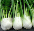 Florence Fennel Seeds for Microgreens – 100+ Non-GMO Foeniculum vulgare var. dulce Herb Seeds for Indoor & Outdoor Gardening