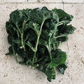 Hot Weather Spinach Collection - 12 Cuttings for Warm Climates