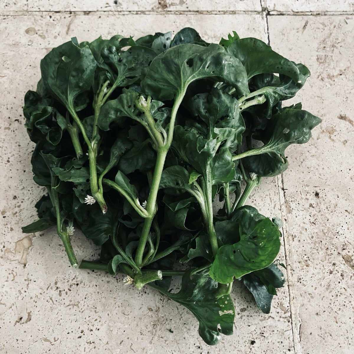 Hot Weather Spinach Collection - 12 Cuttings for Warm Climates