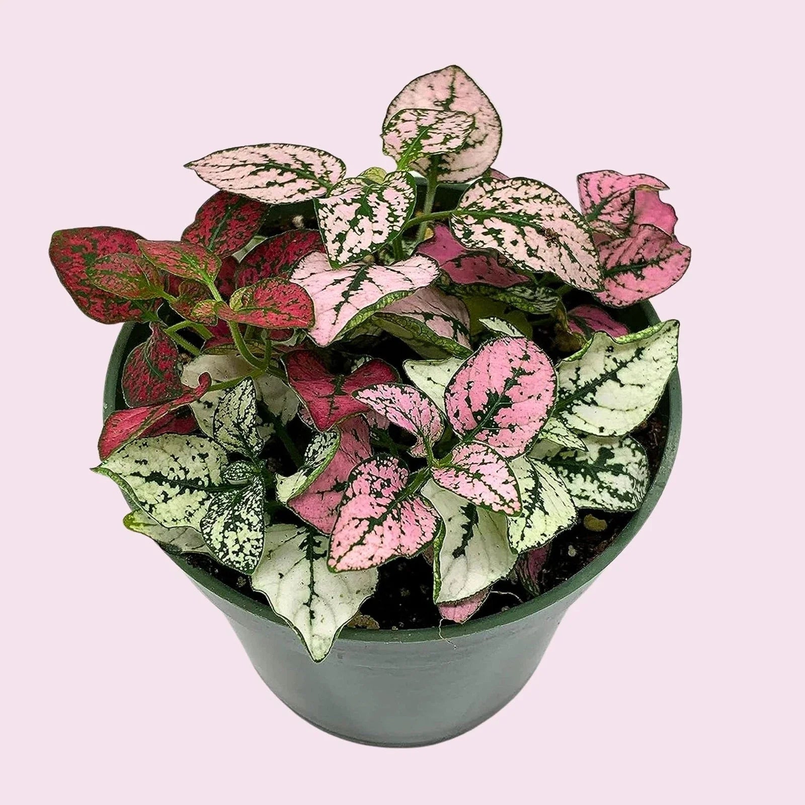 Tricolor Polka Dot Plant - Hypoestes phyllostachya - Colorful Indoor House Plant in 2" Pot