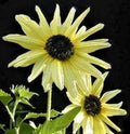 Sunflower Seeds - Italian White - Over 80 Non-GMO Heirloom Helianthus annuus for Garden, Cut Flowers, Pollinator Attractant