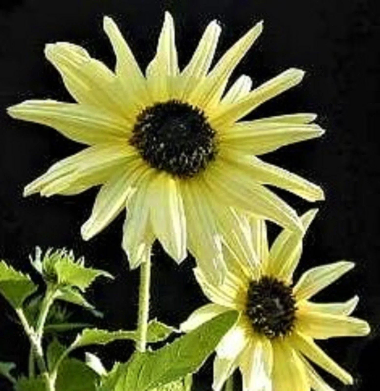 Sunflower Seeds - Italian White - Over 80 Non-GMO Heirloom Helianthus annuus for Garden, Cut Flowers, Pollinator Attractant