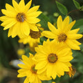 Lemon Queen Sunflower Seeds - 25+ Pack, Bright Yellow Blooms, Helianthus annuus, Garden Flower Seeds