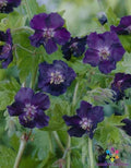 Dark Form Geranium Seeds – Pelargonium spp. – Vibrant Deep Purple & Red Blooms – Garden, Container Planting, USA Grown