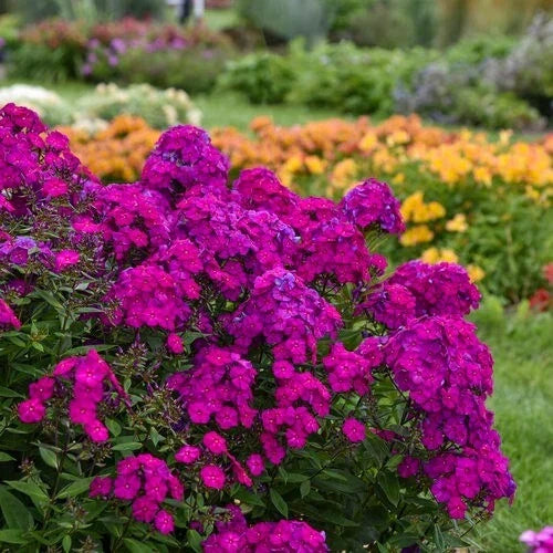 Ultraviolet Phlox Seeds, Perennial Flower Seeds, Butterfly Attracting, Phlox paniculata, 50 Seeds